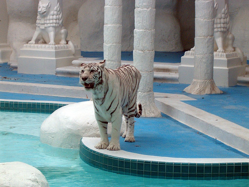 A white tiger at The Mirage in 2006