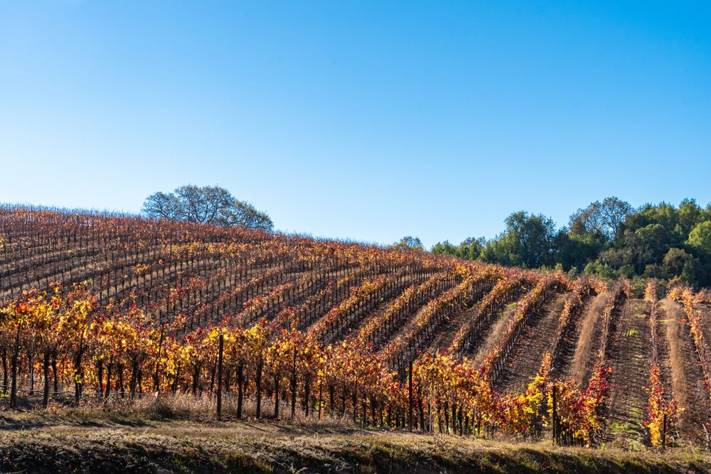 Sonoma County is Open for Tourism