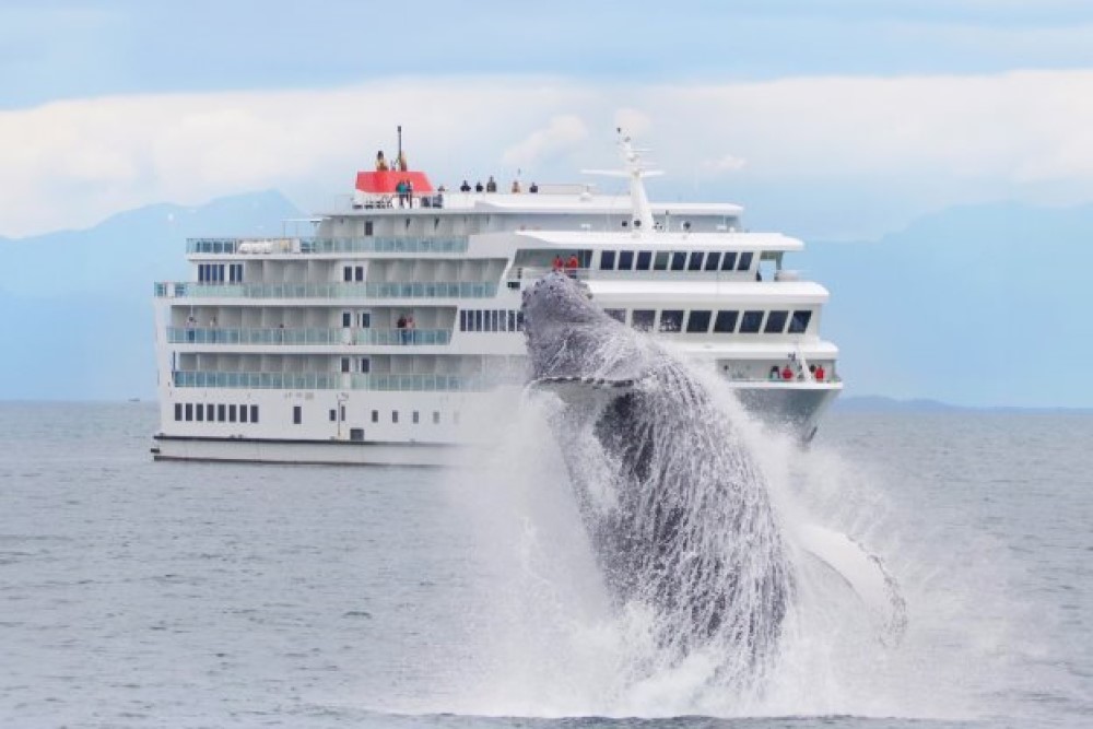 american cruise line ship in alaska with whale