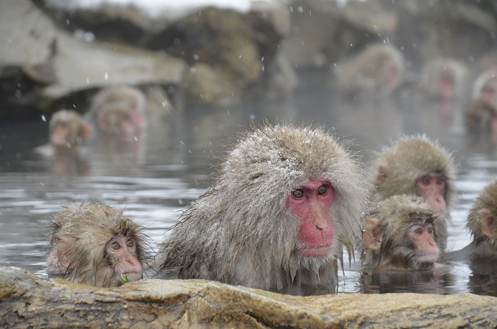 Snow monkeys in water in nagano prefecture 