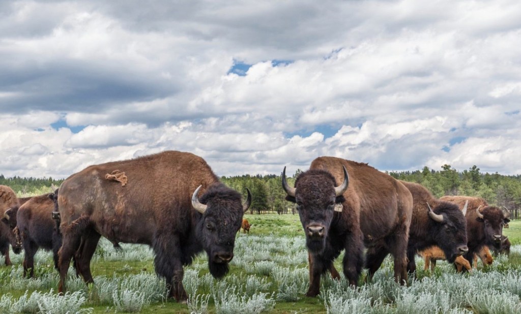 ted turner reserves wild bison